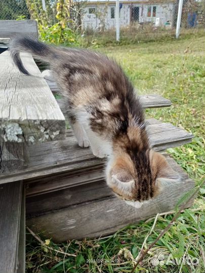 Изумительная котодевочка