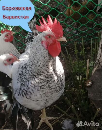 Индейка, петухи