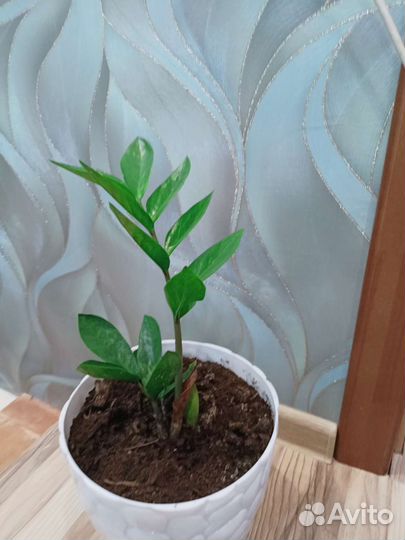 Замиокулькас