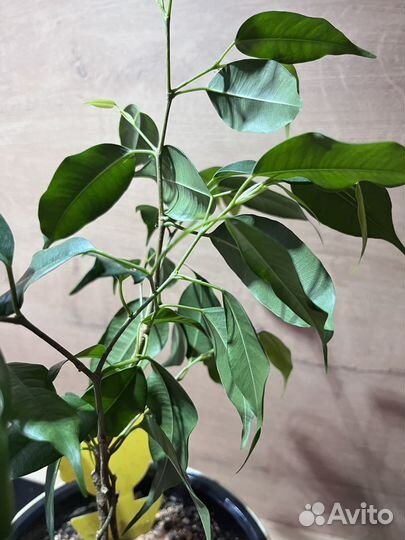 Фикус бенджамина