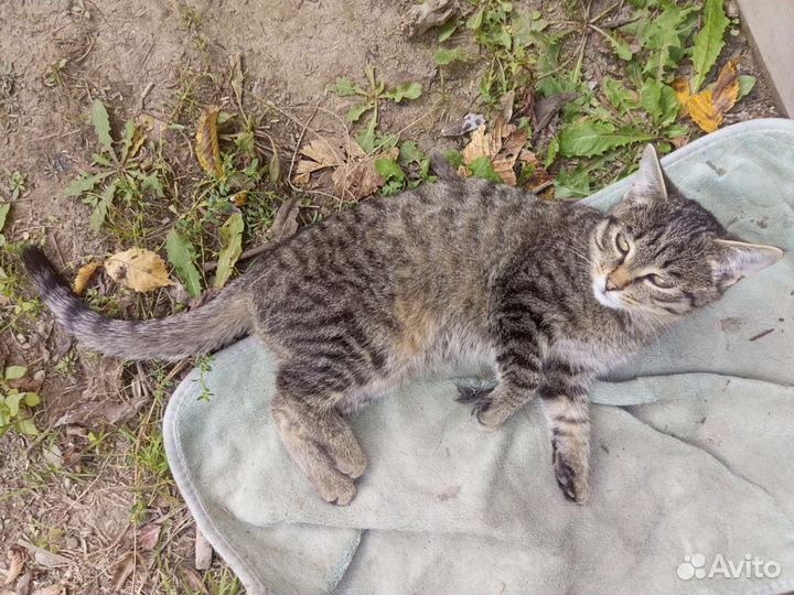 Кошки в добрые руки бесплатно