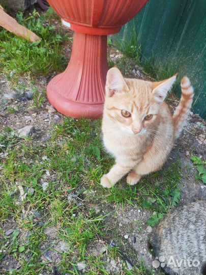 Котята в добрые руки даром