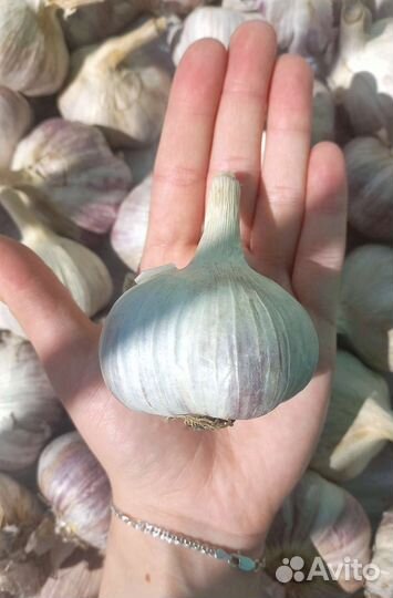 Домашний чеснок