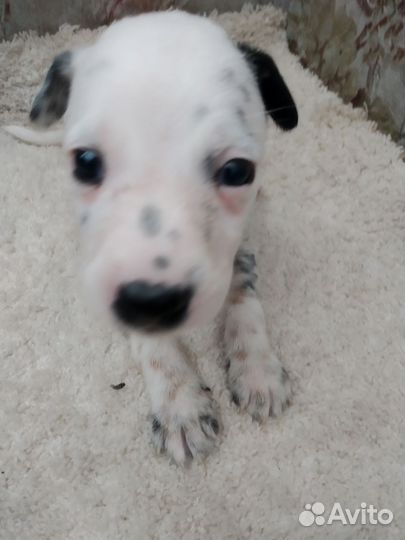 Собака в добры