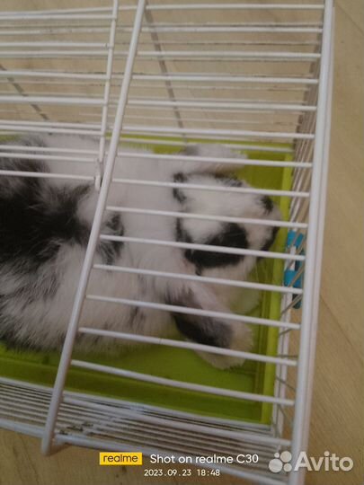 Декоративные кролики вислоухие