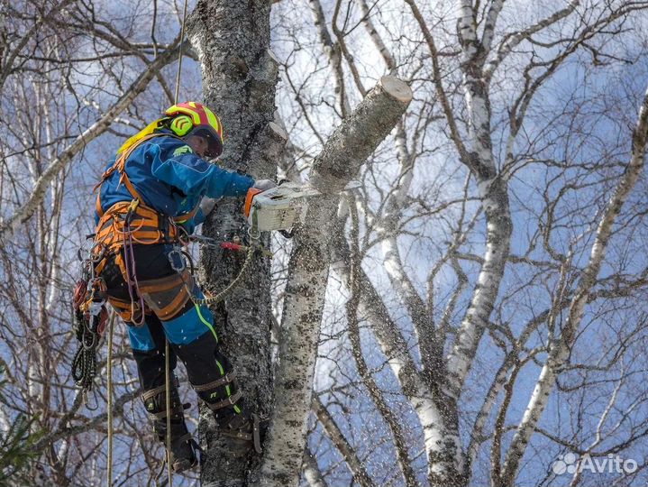 Спил сложных деревьев/Гарантия