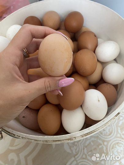 Домашние куриные яйца