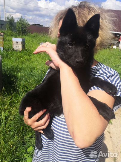 Передержка собак