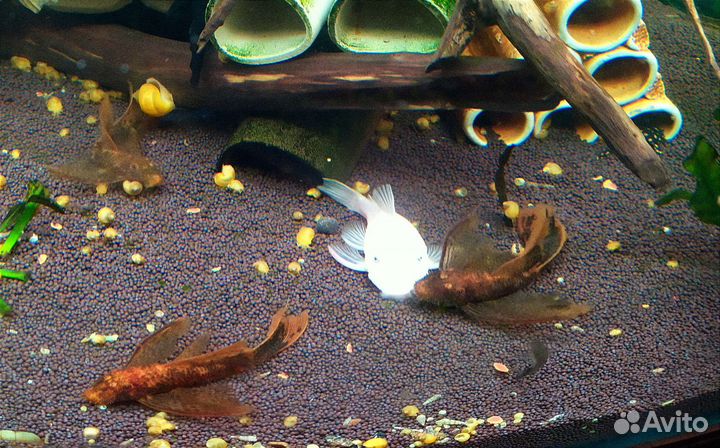 Вуаль анциструсы разных окрасов, гуппи и растения