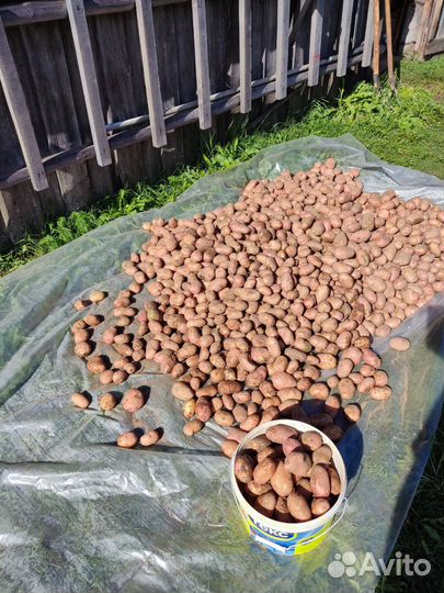 Продам картофель