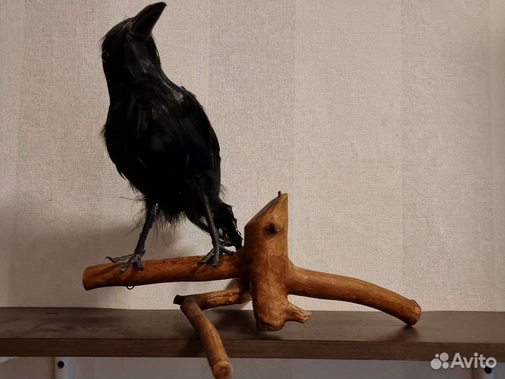 Чучело вороны на ветке