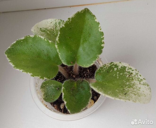 Фиалки, детки