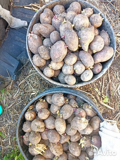 Семенной картофель