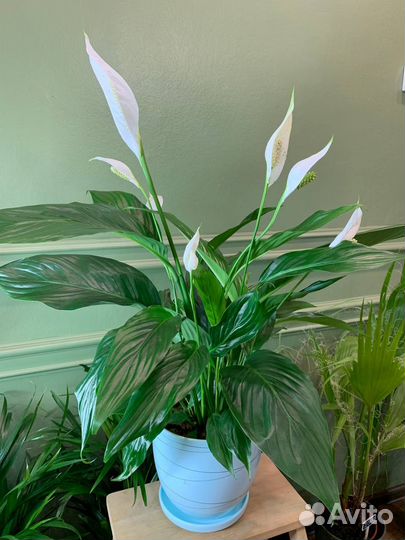 Спатифиллум