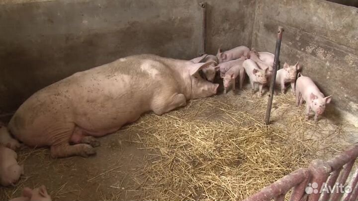 Поросята от заботливых хозяев