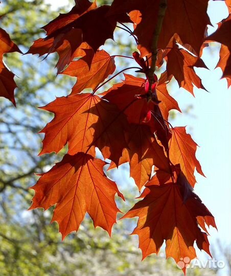 Саженцы Клён остролистный