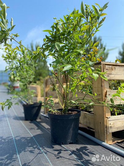 Саженцы голубики 70-90 см Дениз Блю