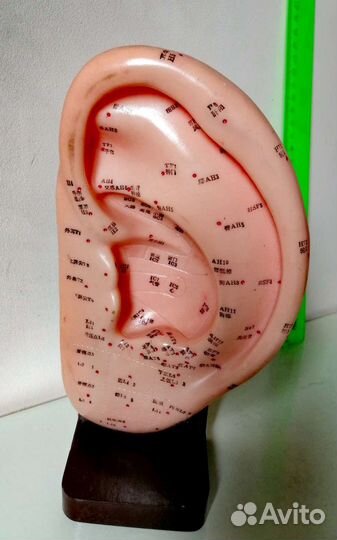 Модель уха с акопунктурными точками