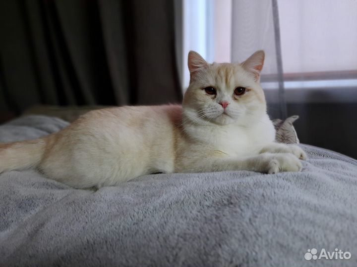 Отдам котика