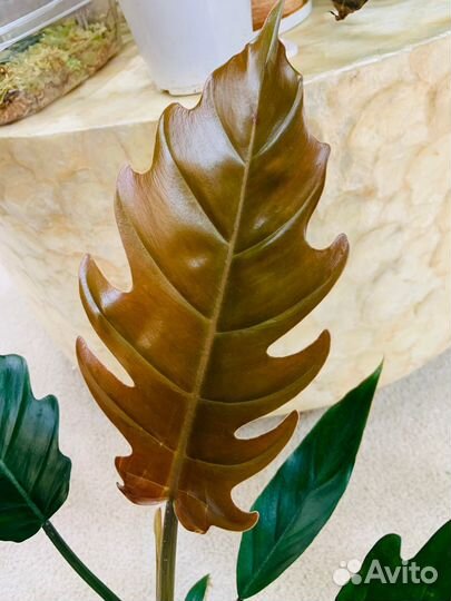 Филодендрон карамель плуто d 10