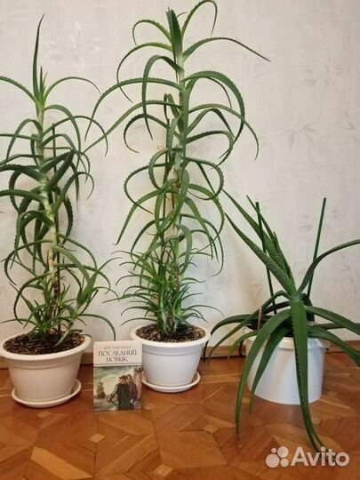 Алоэ лечебный