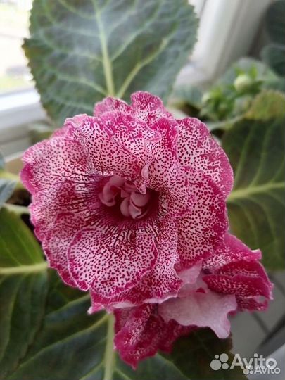 Глоксиния махровая