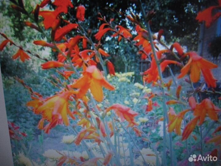 Монтбреция Маки восточные Дицентра