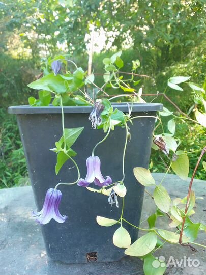 Клематис, мандевилла, хоста