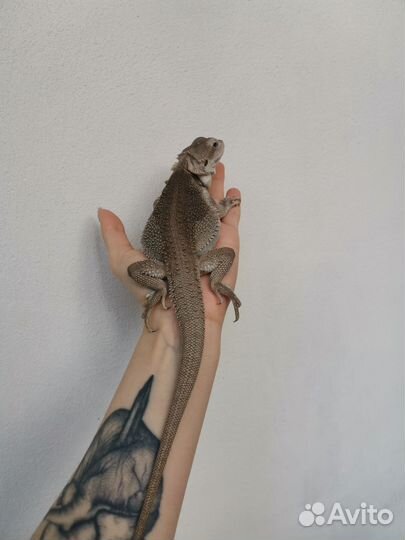 Бородатая агама