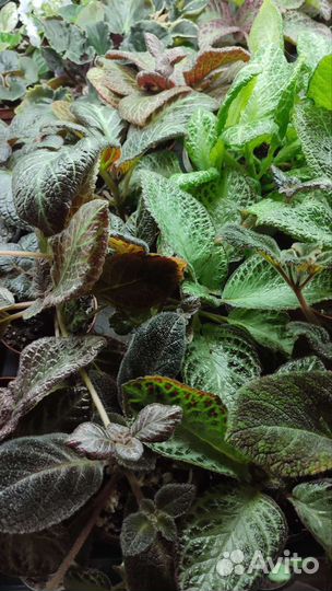 Цветы эписция