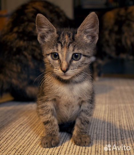 Котенок Василиса 2,5 месяца