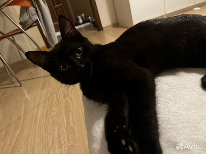 Передержка котов/собак мелких пород