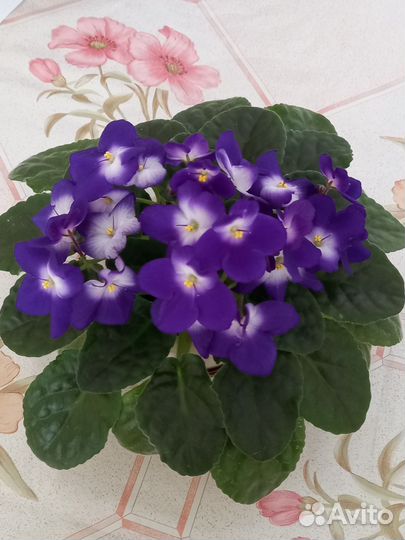 Фиалка в горшках