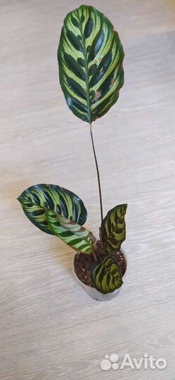 Калатея Макоя