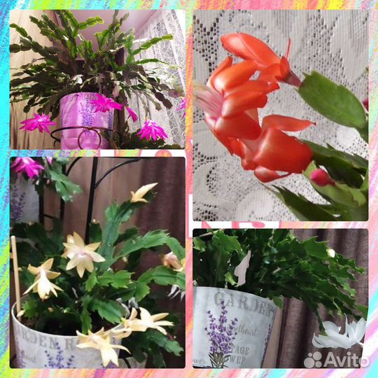 Декабрист микс