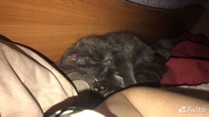 Отдам котенка в добрые руки