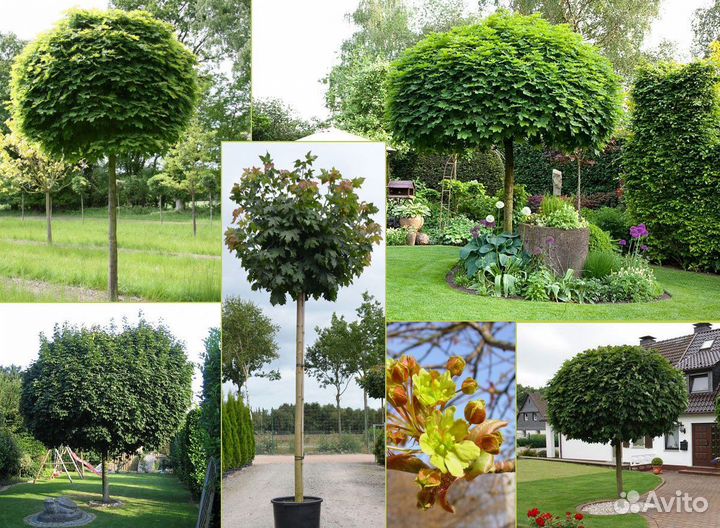 Клен японский саженцы с доставкой