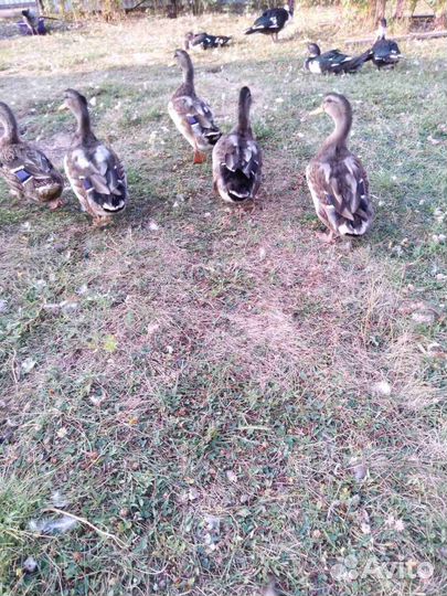 Селезни и утки