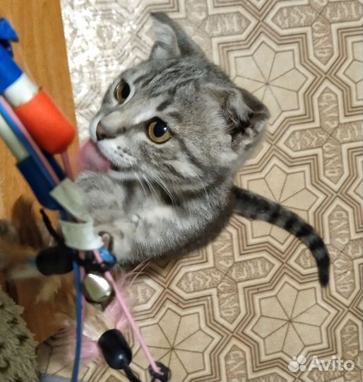 Котёнок девочка