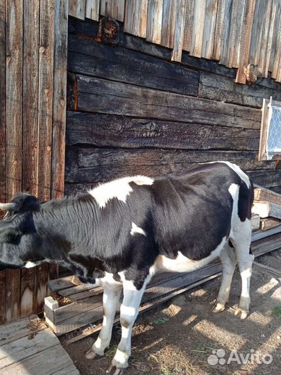 Нетель стельная