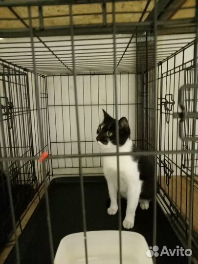 Кошка Буся лишилась дома, её ждет выпуск на улицу