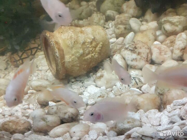 Коралл балянус