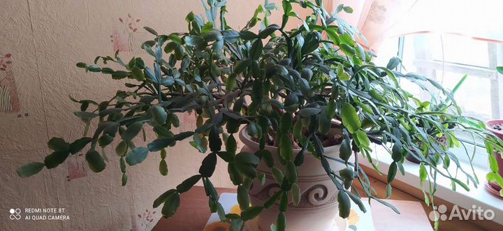 Продам цветы комнатные