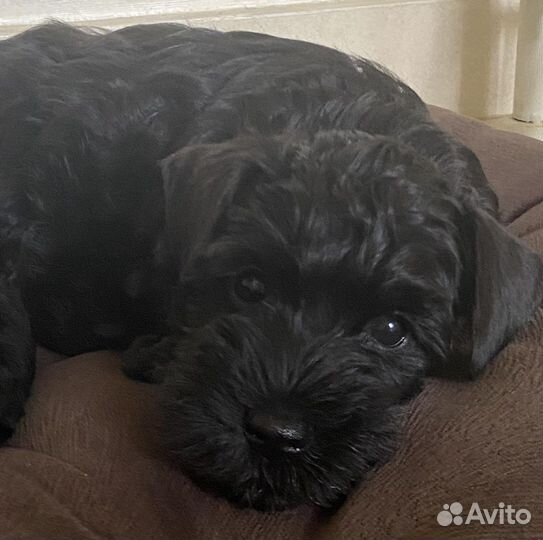 Цвергшнауцер щенки