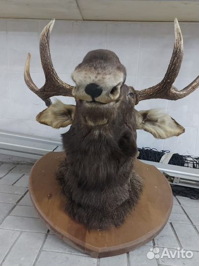 Чучело головы лося
