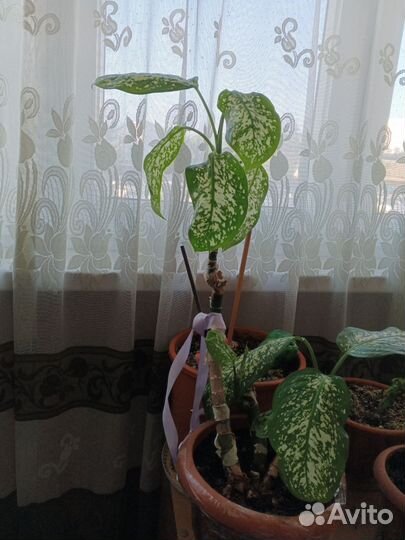 Диффенбахия