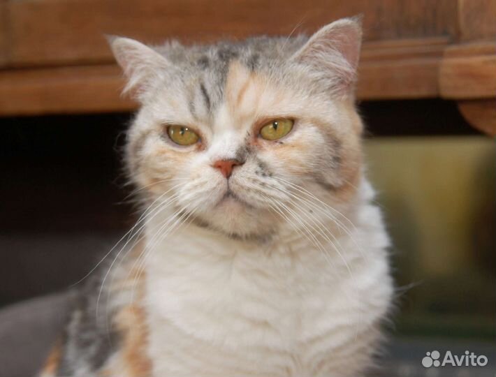 Адель в добрые руки