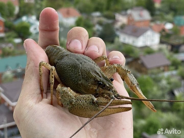 Живые раки с доставкой