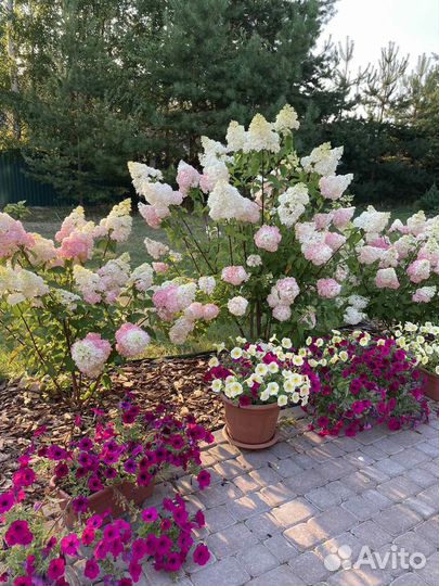 Гортензия метельчатая