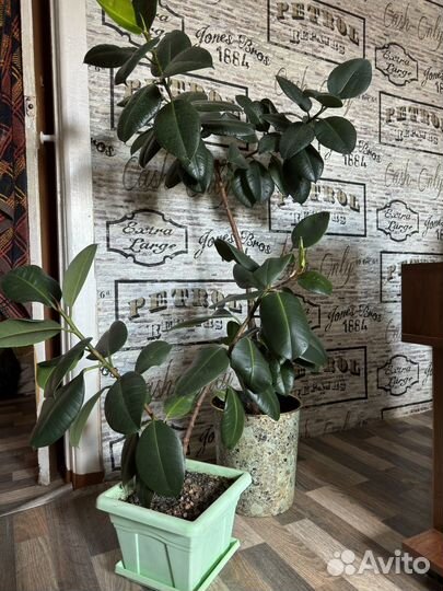 Комнатные цветы